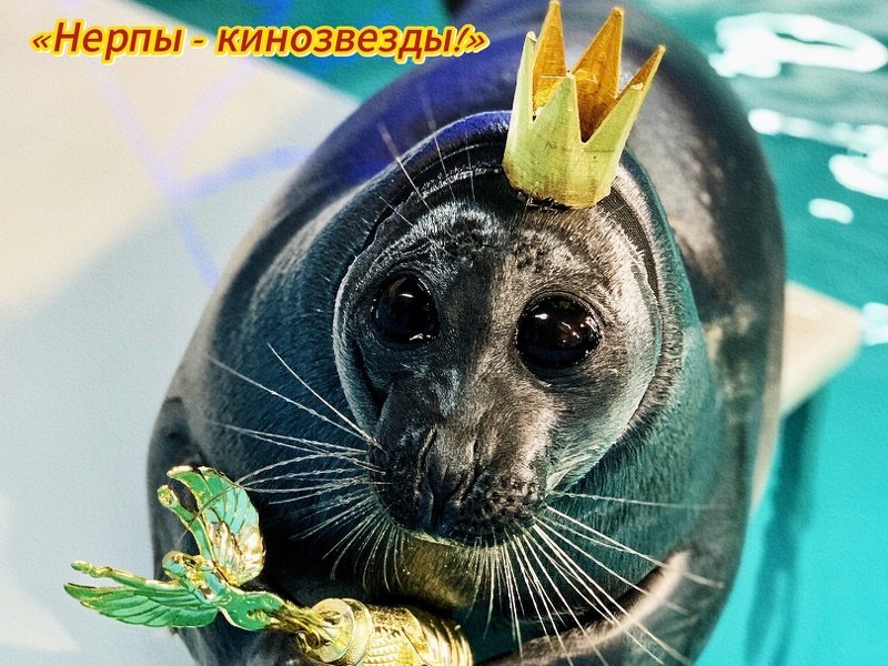 Новое представление в Барнаульском Нерпинарии!