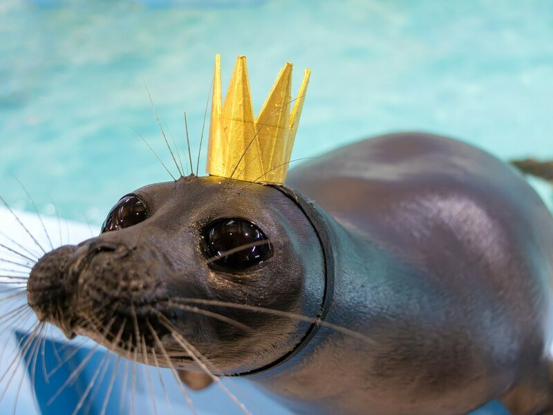 У нас в Нерпинарии началась новогодняя суета.