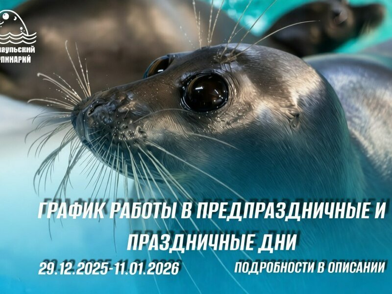 С 29 декабря 2025 по 11 января 2026 Нерпинарий работает по особому графику.