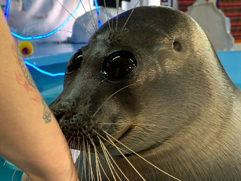 Зевс в режиме «Обнимашки»