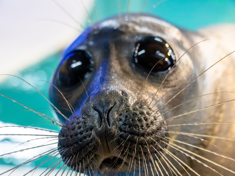 Знаете ли вы, что...