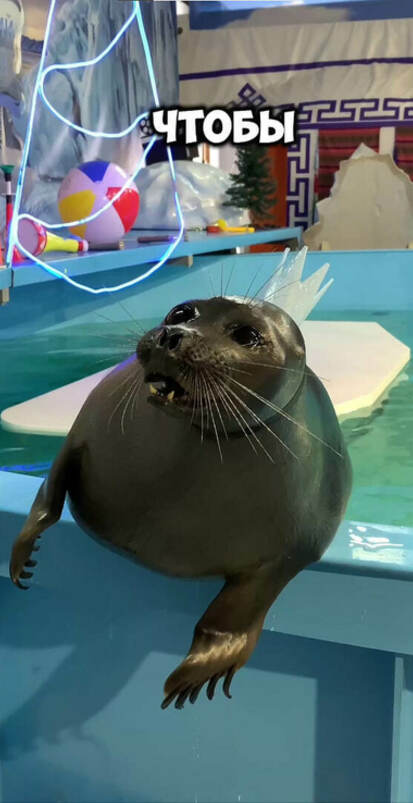 Зевс, Адель и Жорик — уже составили свои новогодние списки желаний.