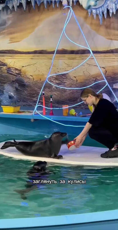 Посмотреть на нерп вживую? Легко!