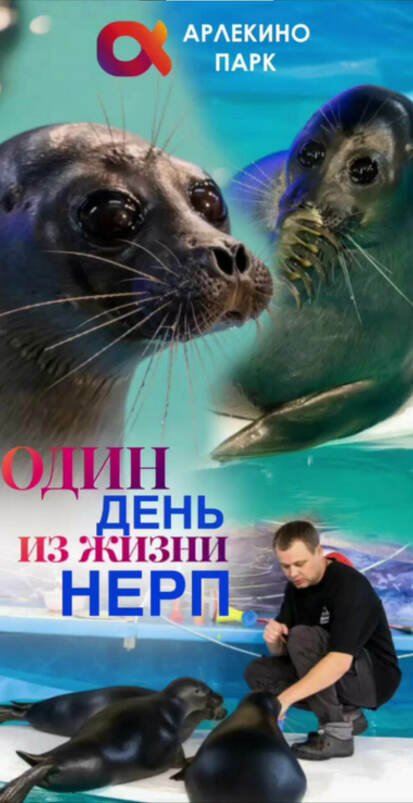 Один день из жизни байкальских нерп: от рассвета до заката